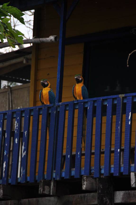 rAraras nos observam no hotel Tuiuiu, perto da Ponte do Pedágio, egião de Corumbá, no Mato Grosso do Sul